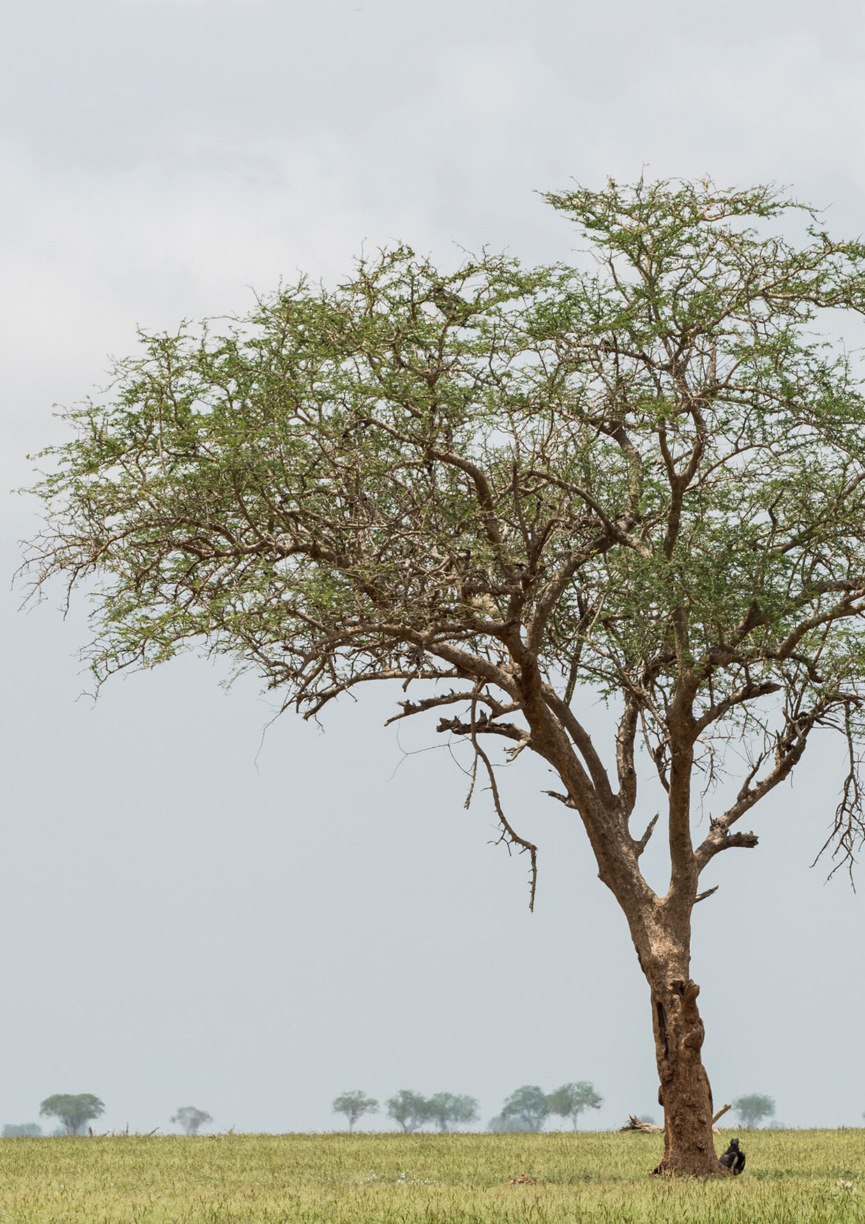 4-Day Elephant Wildlife Safari Experience in Kenya