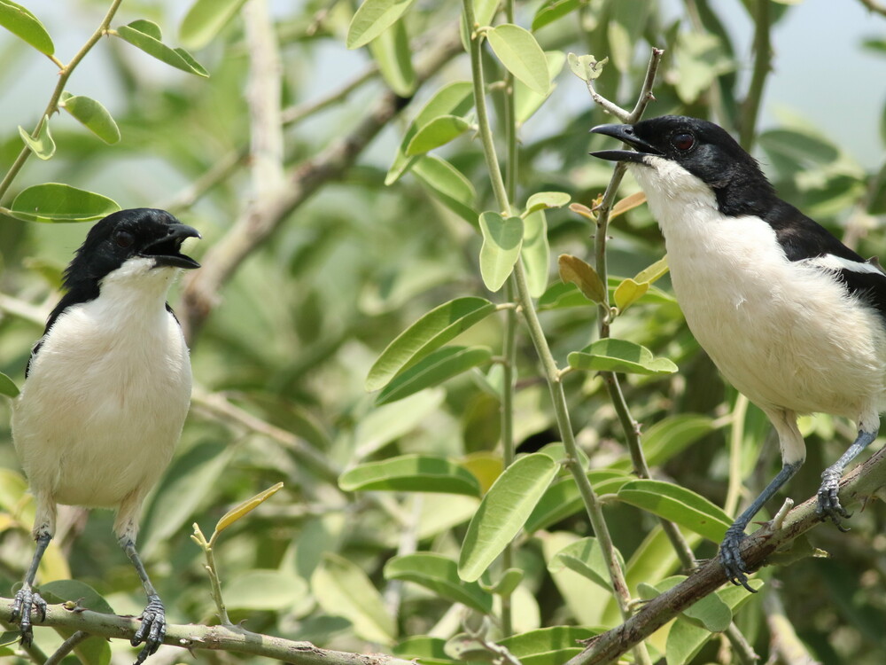 6-Day Hwange National Park, Chobe NP and Victoria Falls