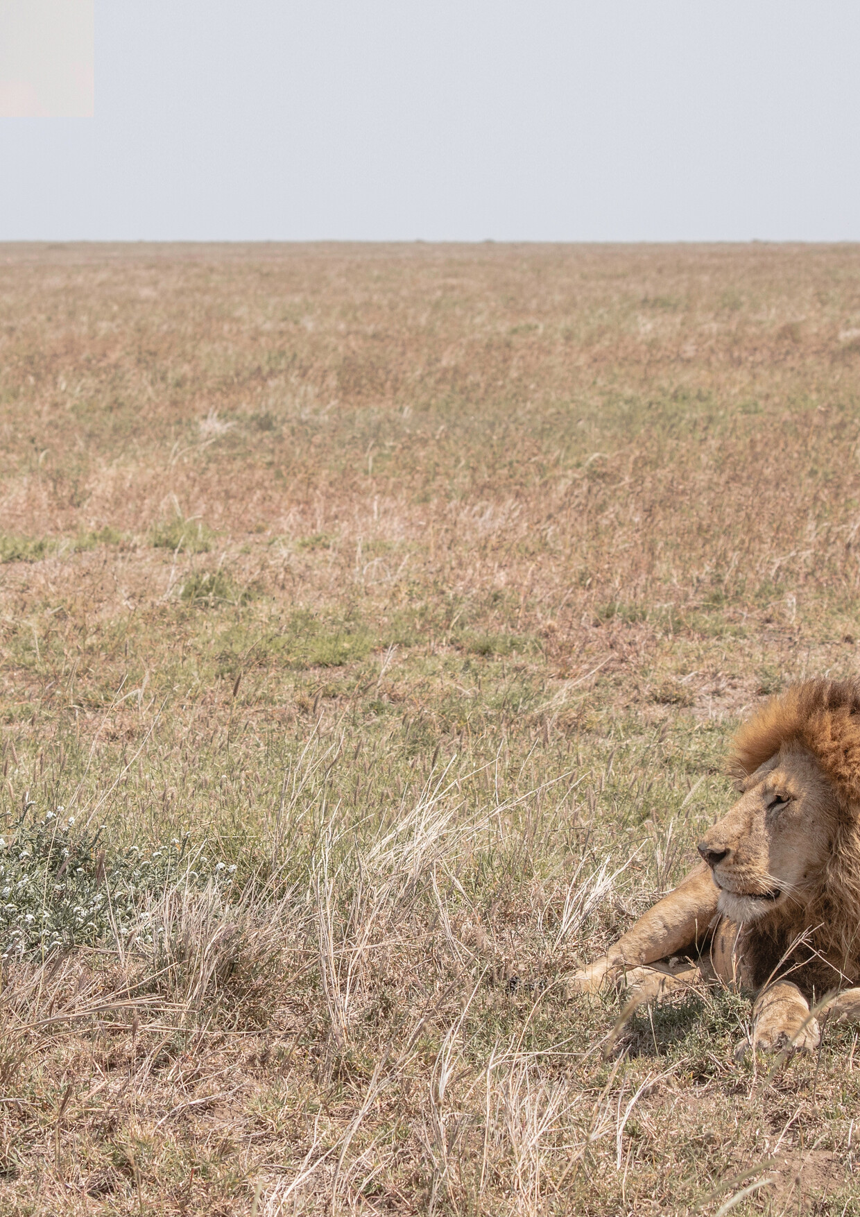 10-Day Tanzania Wildebeest Migration & Zanzibar Safari