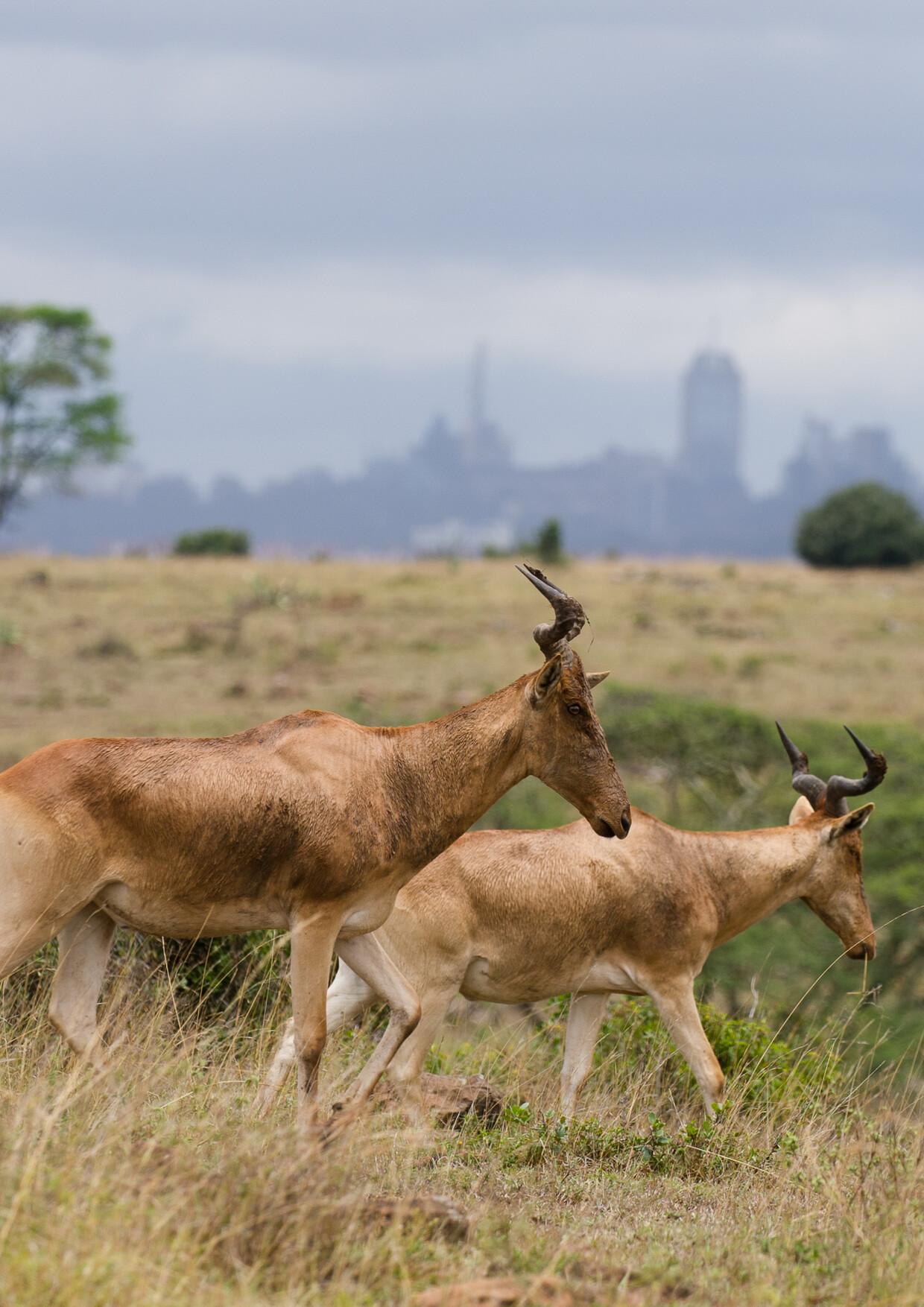 Kenya's Ultimate Luxury Family Safari