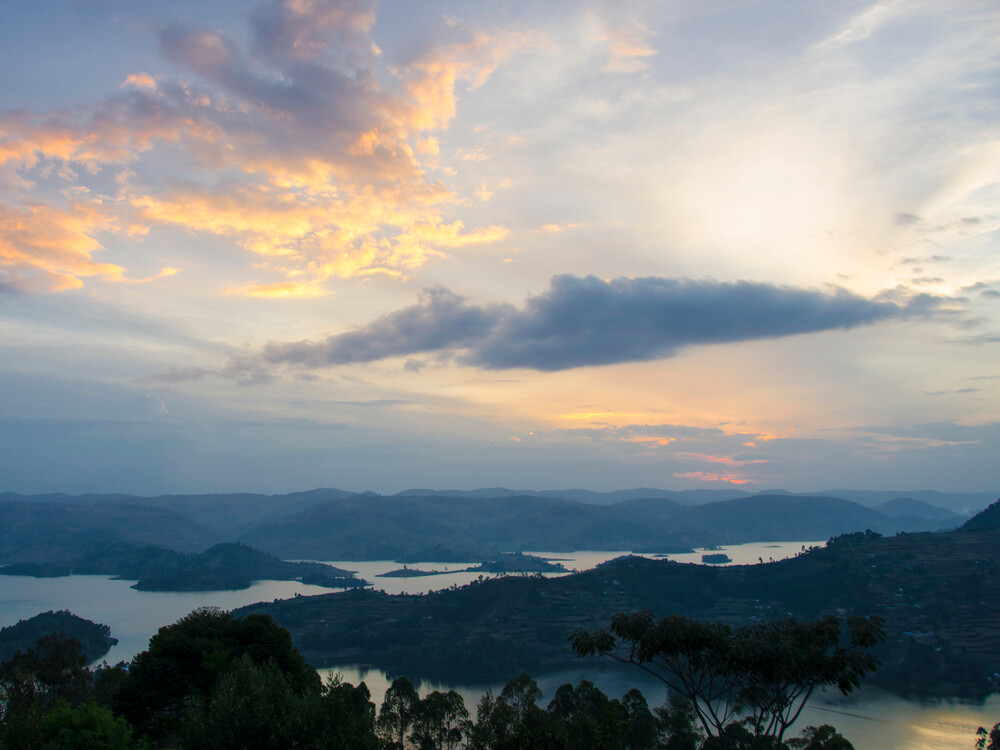 The Silverback Express