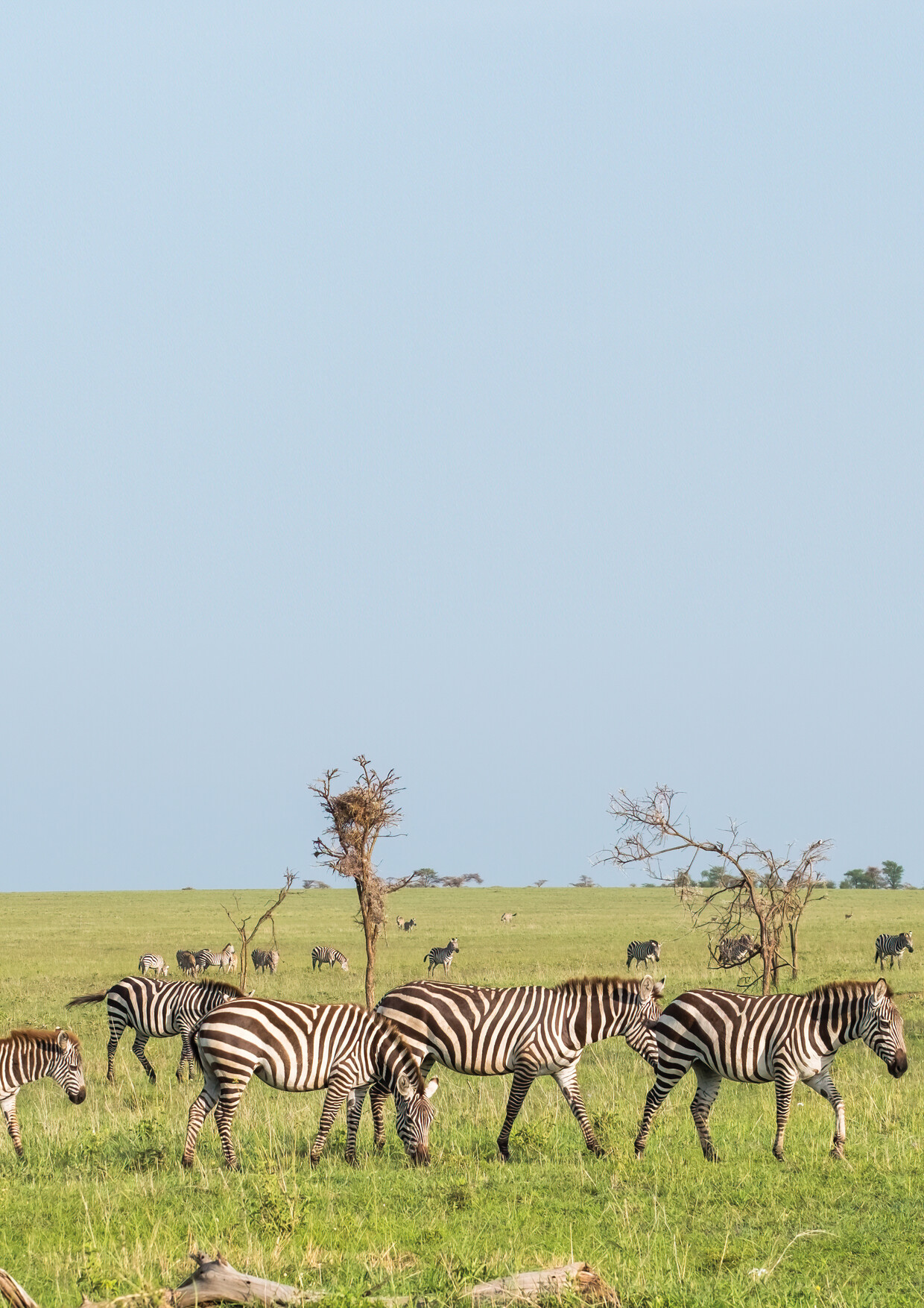 8 day Serengeti migration & river crossing