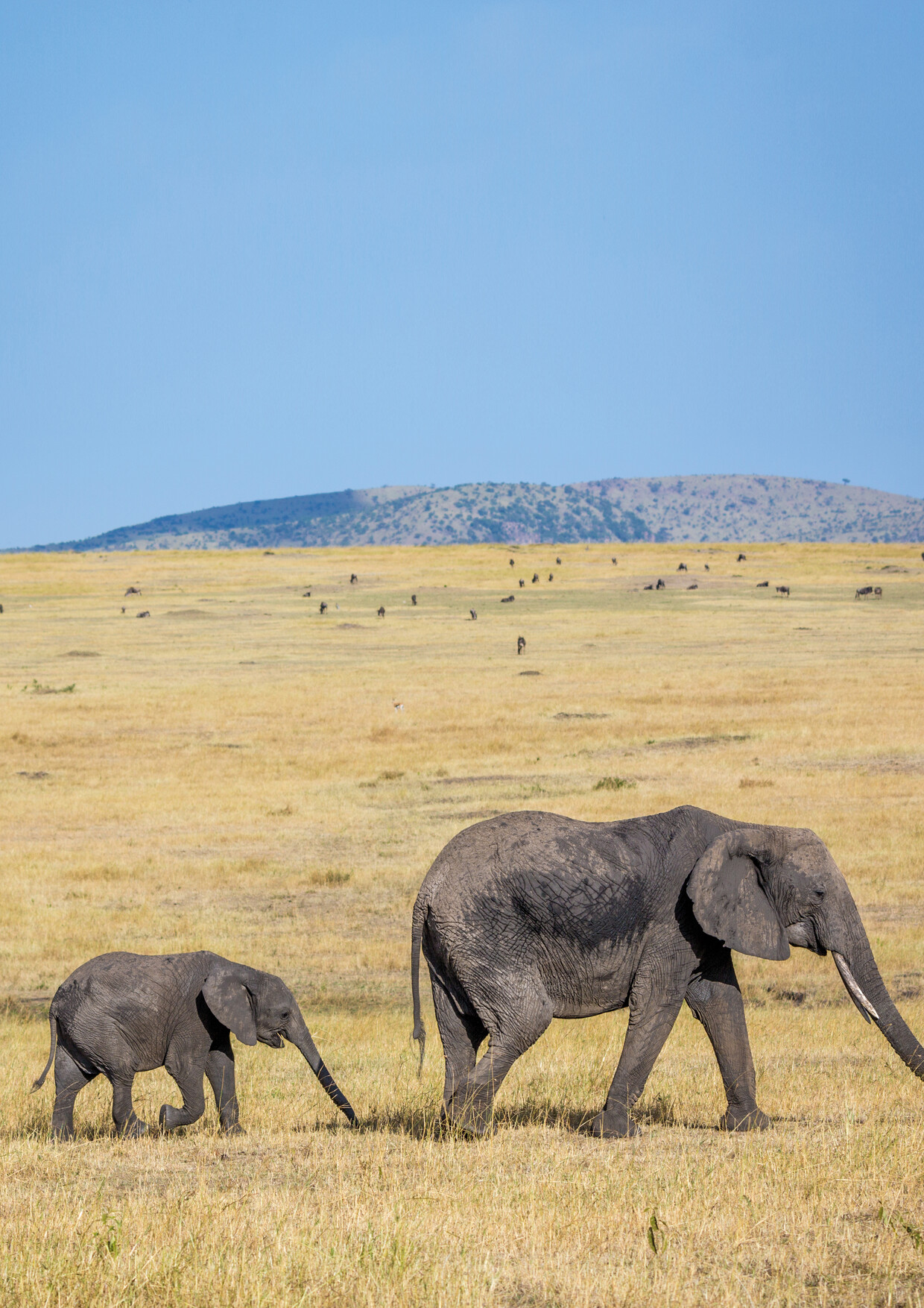 9-Day Tanzania Great Migration & Zanzibar Beach