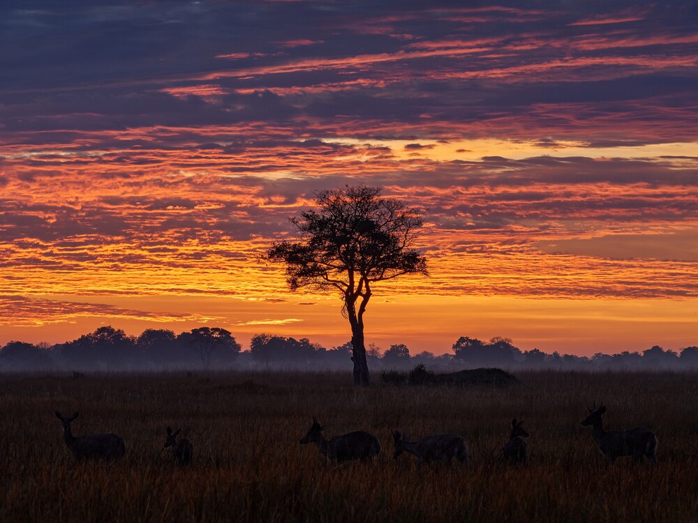 12-Day Hwange NP, Victoria Falls, Chobe, Okavango N/Parks