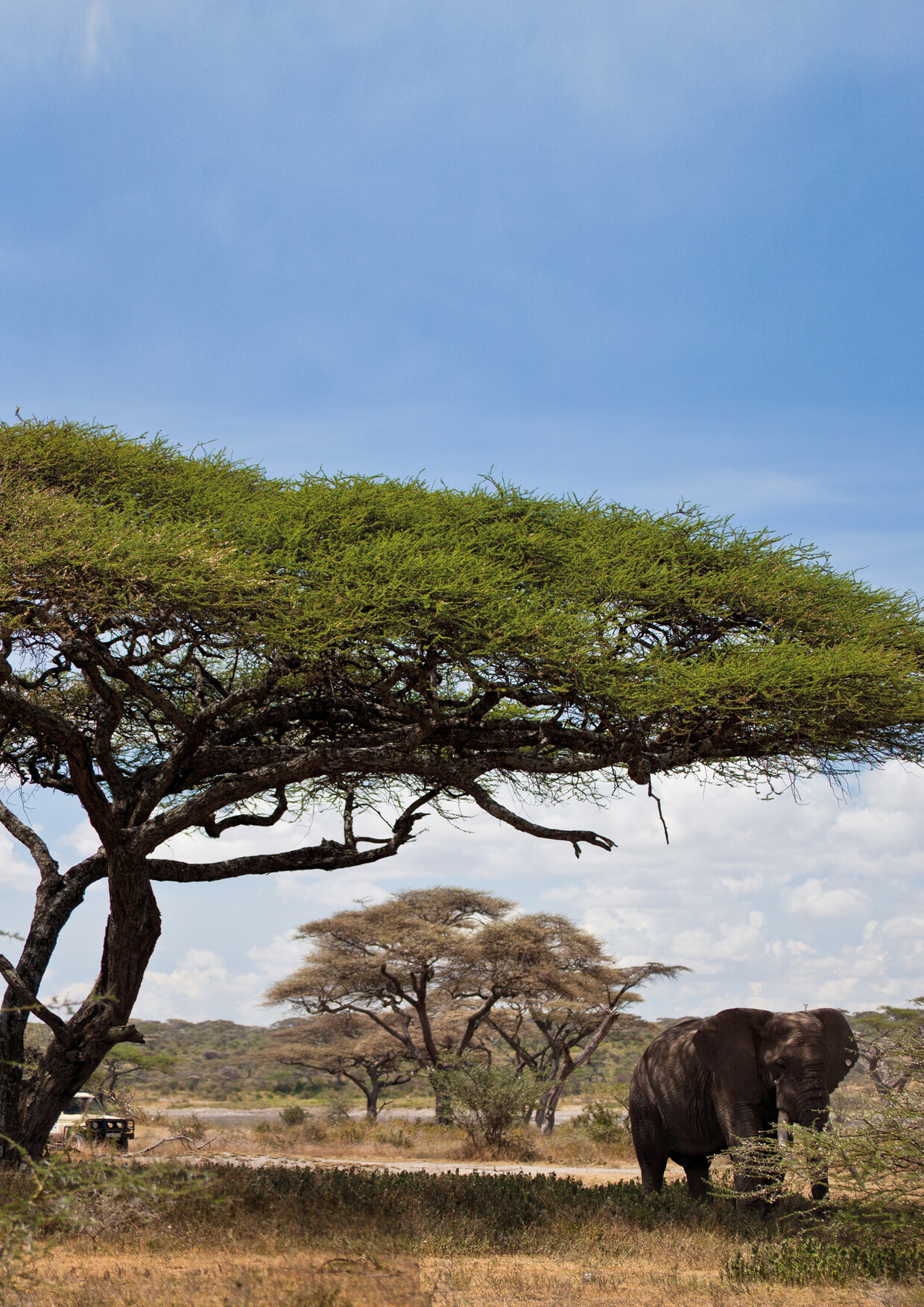 3 Day Ndutu Great Migration & Ngorongoro Safari