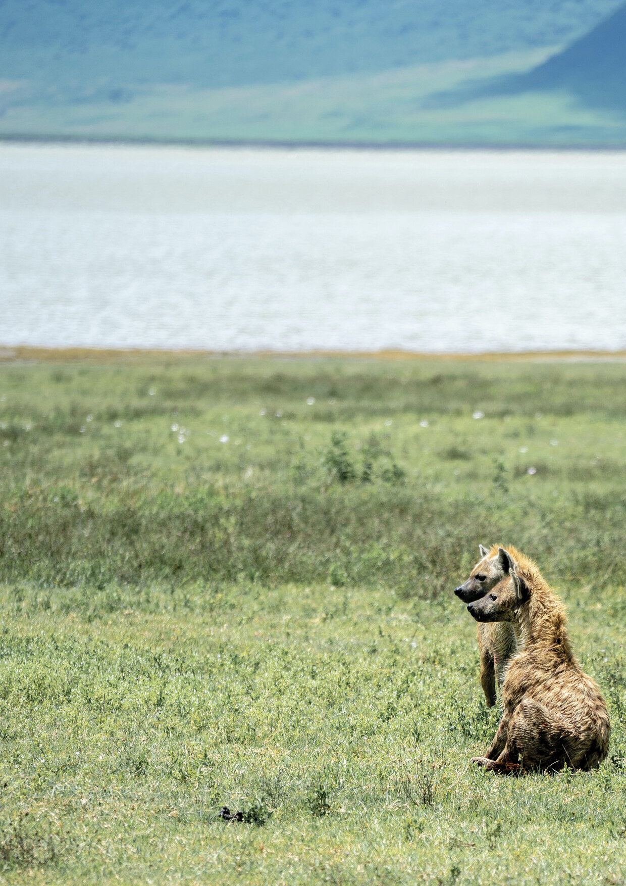 6 Day Ndutu Calving Season & Big Five Safari