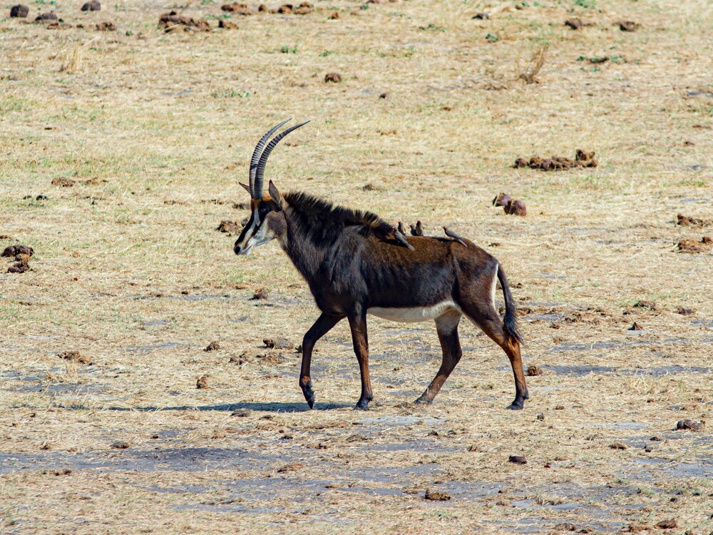 11-Day Day Zimbabwe & Botswana Safari