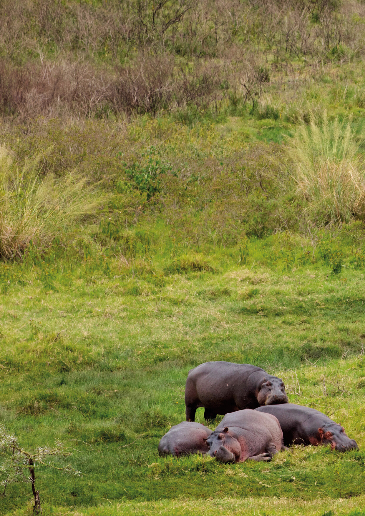 7-Day Big Five Adventure in Tanzania