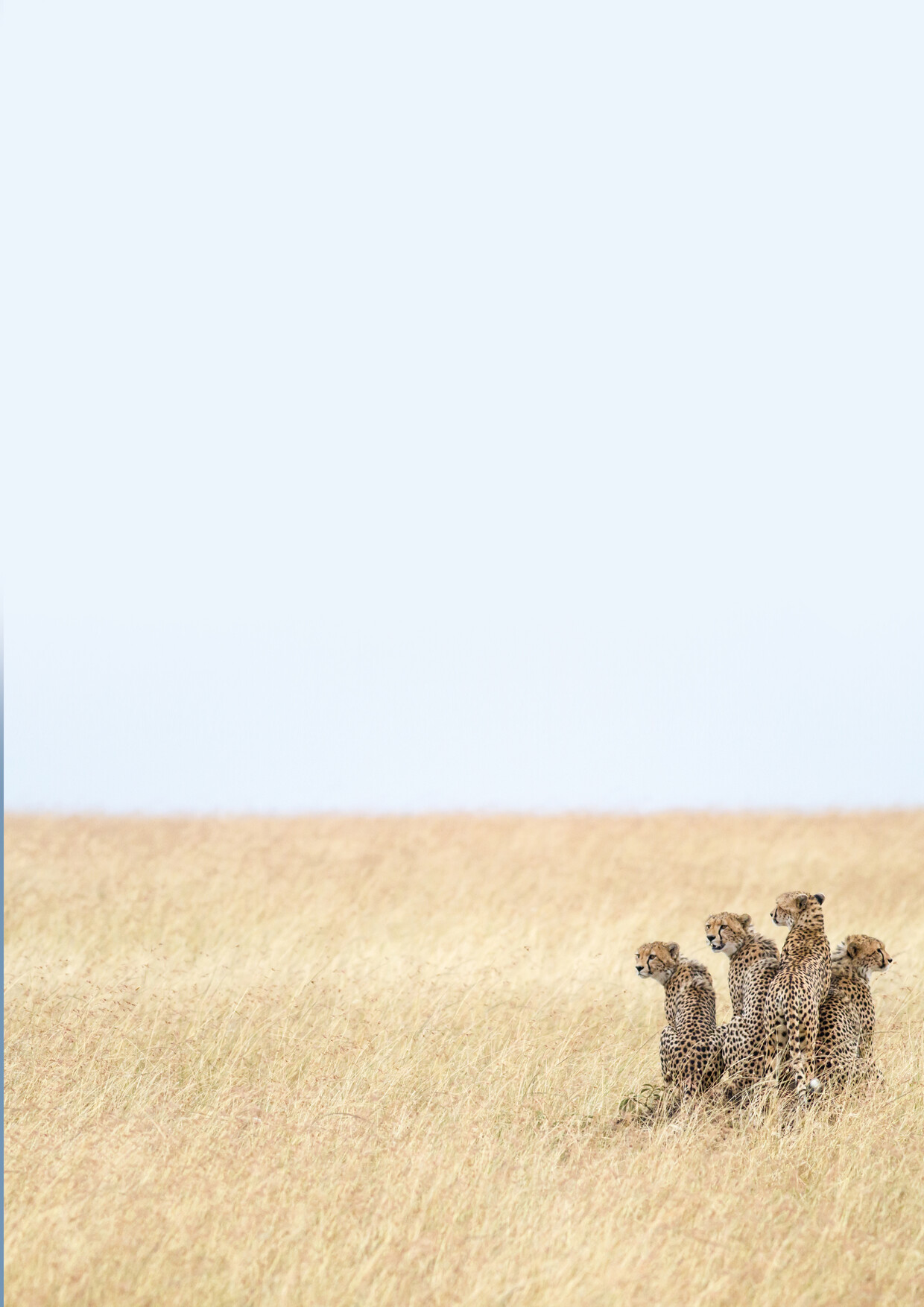 12-Day Best of Masai Mara Kenya & Serengeti Tanzania Big5 Safari