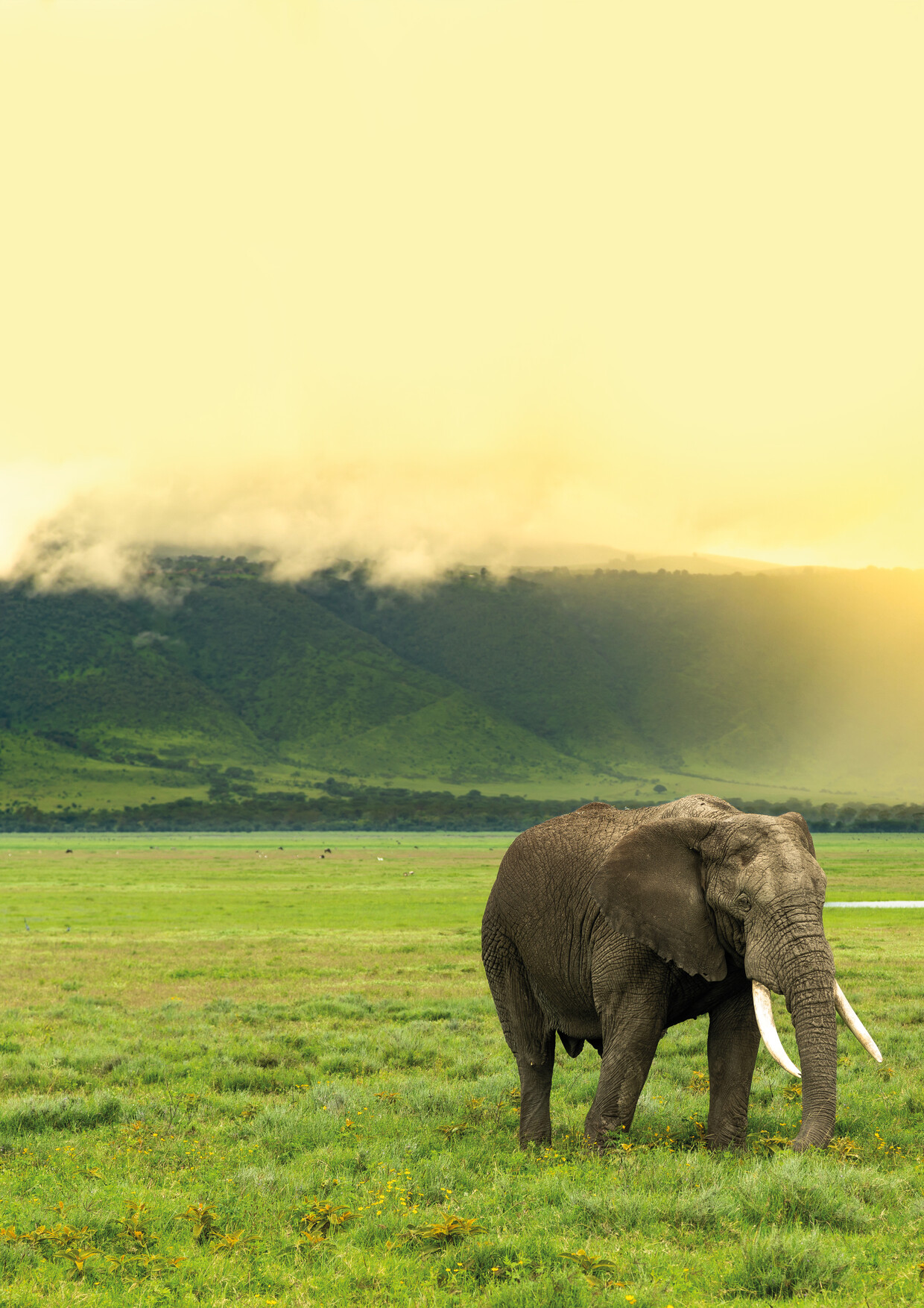 4 Days Tanzania Private Safari