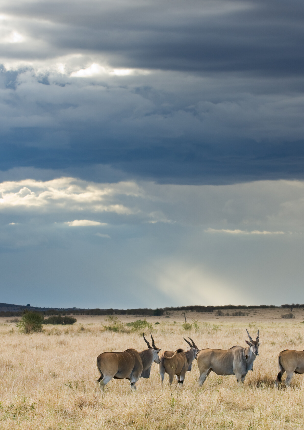 4-Day Nakuru Maasai Mara