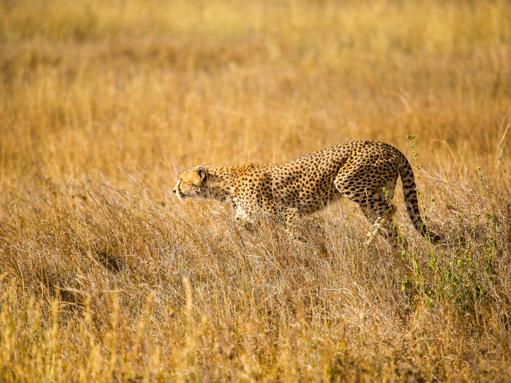Serengeti National Park