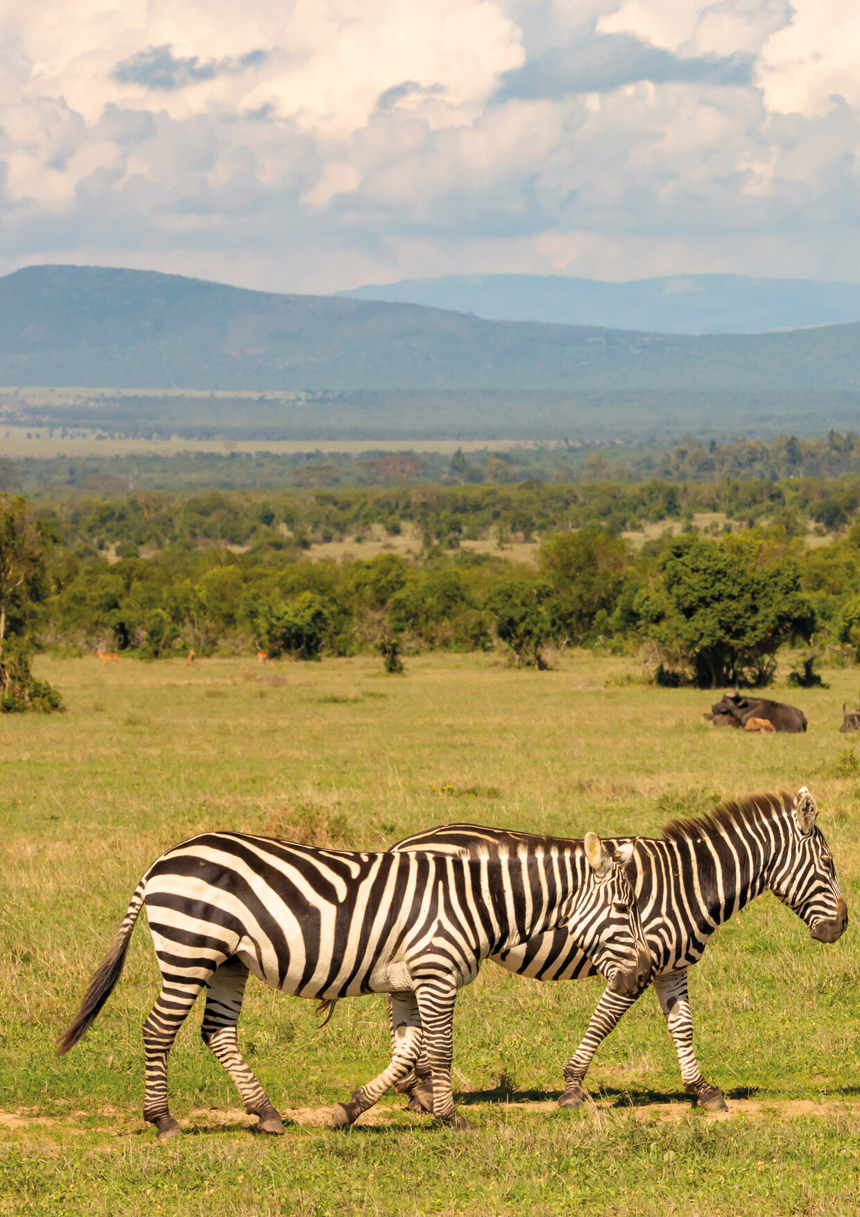 1 Night/2 Days-Ol Pejeta