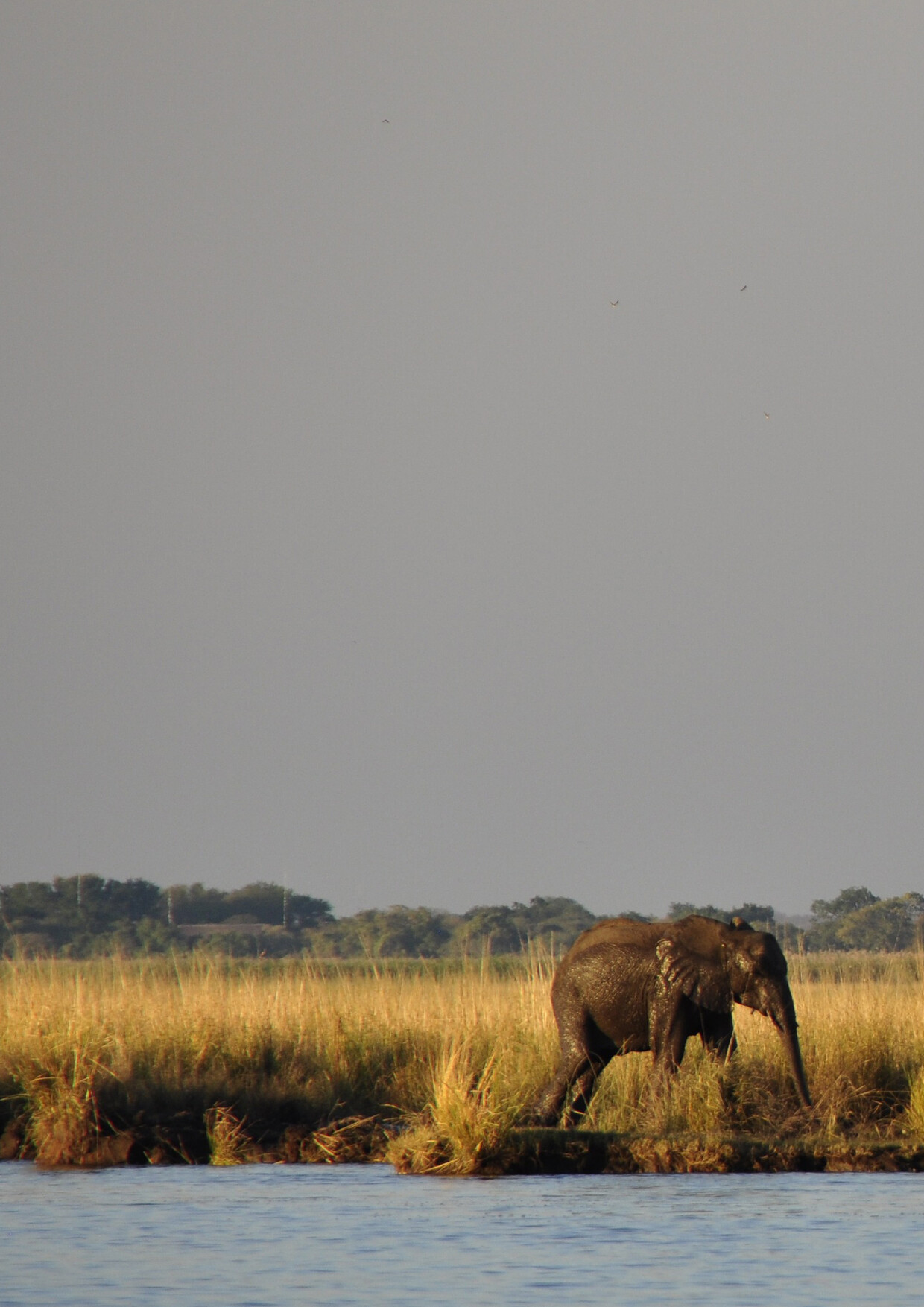 Triple Discovery: Victoria Falls, Hwange and Chobe Discovery