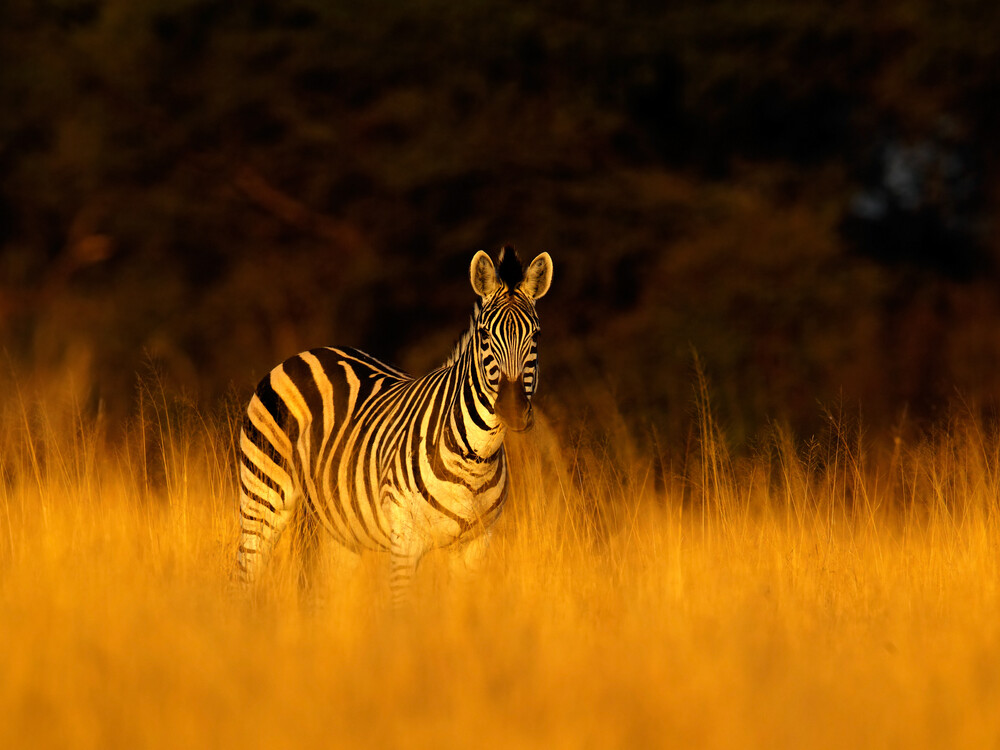 3-Day Exploration Victoria Falls & Hwange National Park