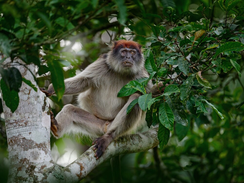 The Deep Immersion Primate Safari