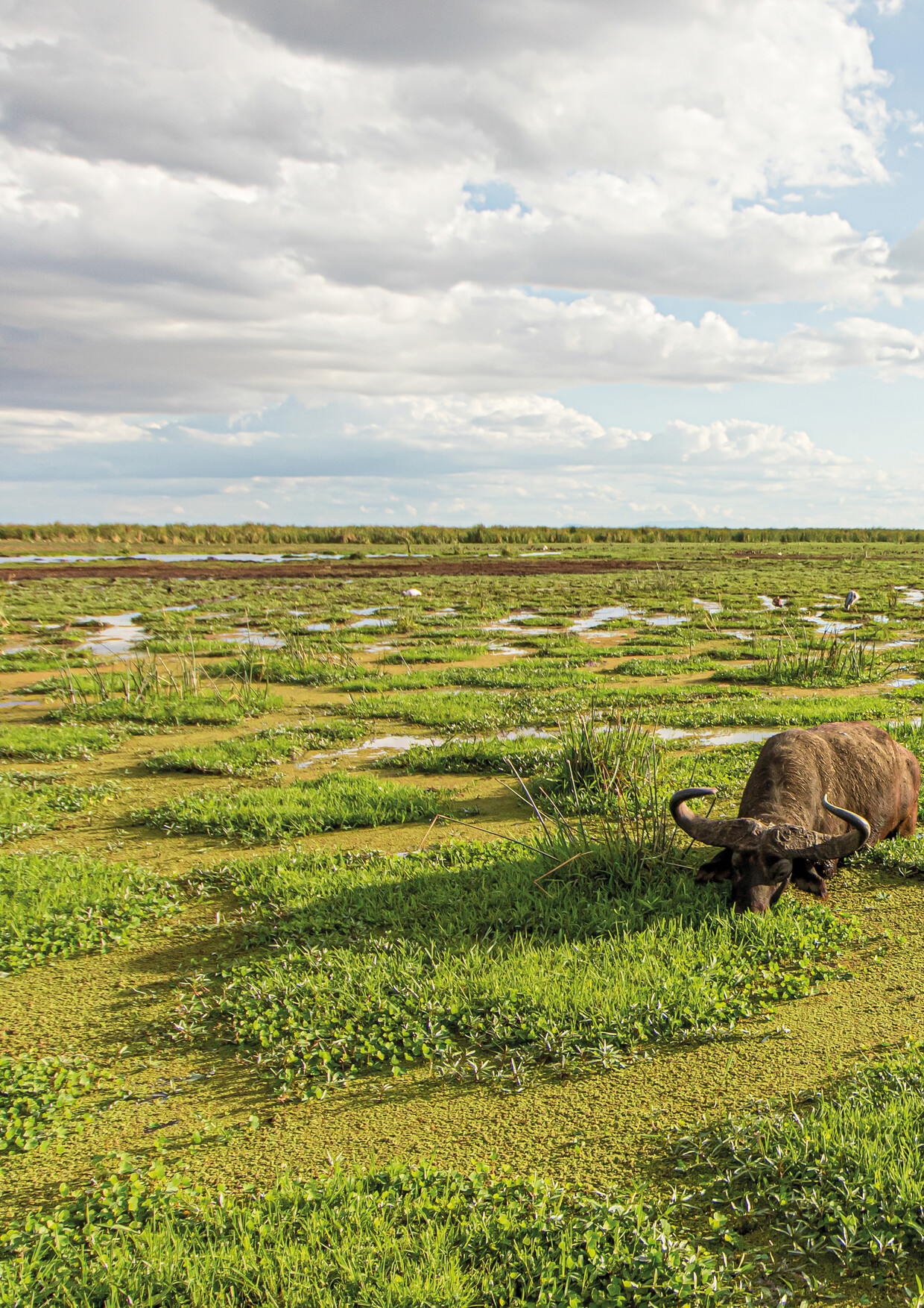 5-day Tanzania Safari extension – northern parks