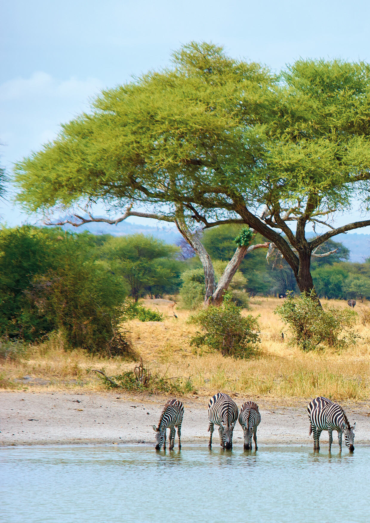 5 day Tanzania safari: Tarangire,Serengeti,Ngorongoro & Lake Manyara