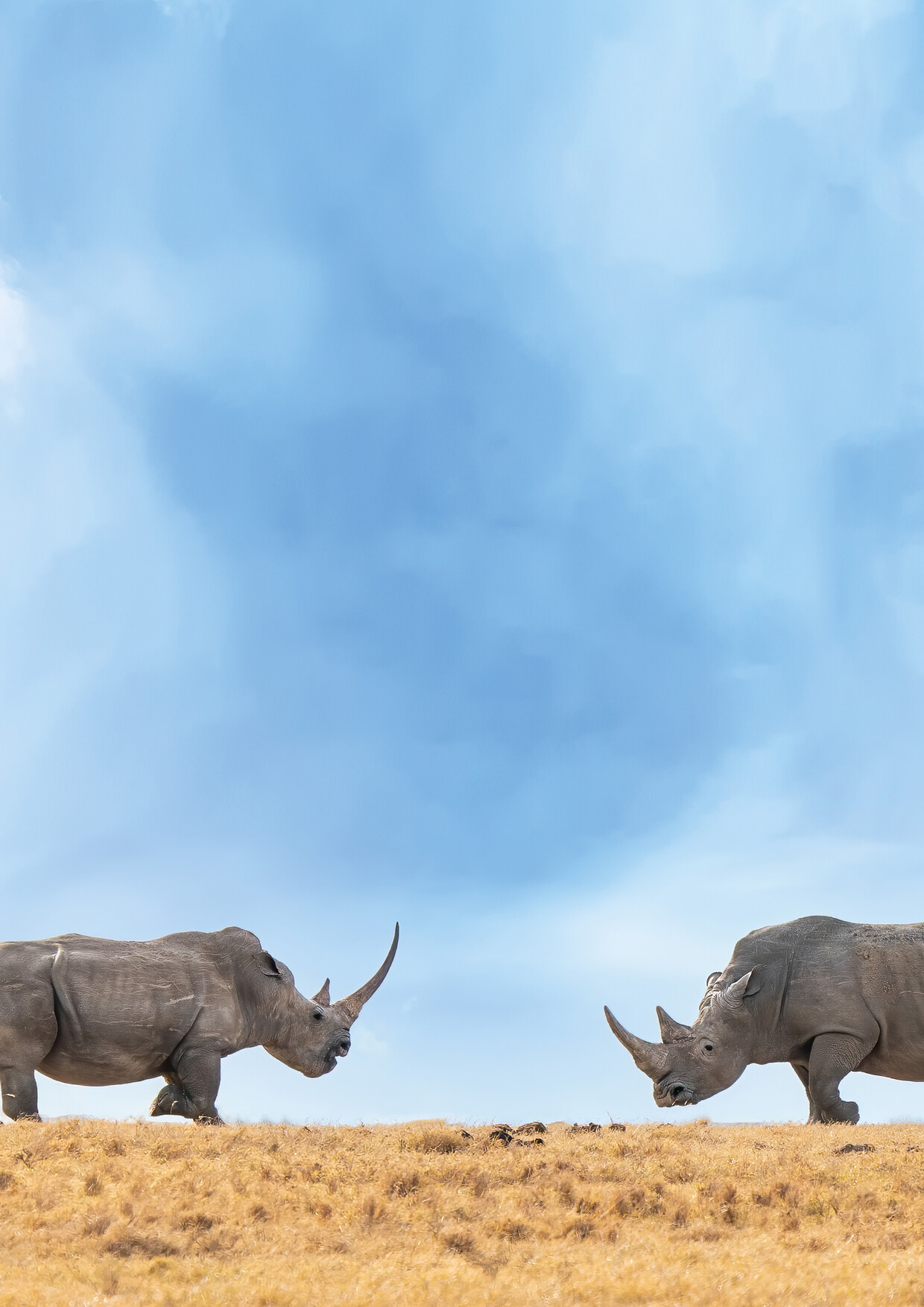 8-Day Immersive Conservation Conservation Experience